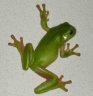 green-tree-frog.jpg - 