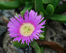 Photo of wild flower with purple petals