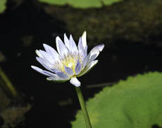 Photo of Water Lily