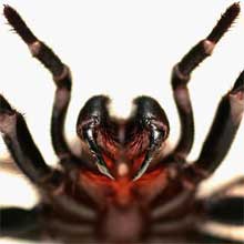 News Photo - Spiders of Australia